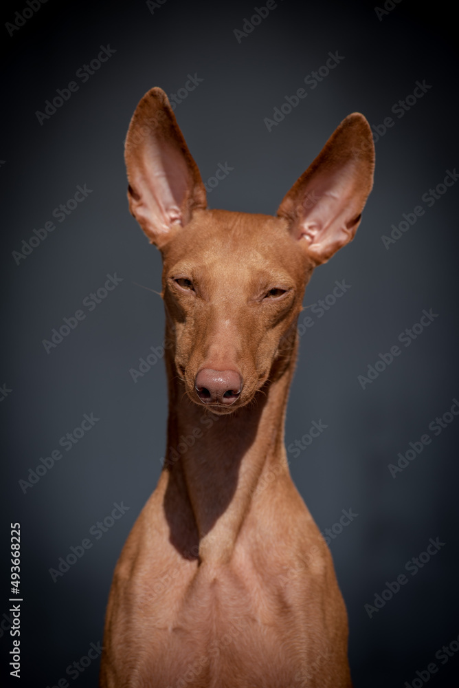 A portrait photo of a very cute brown dog with big ears that posing for photos (Photo 2) [cirneco dell'etna]