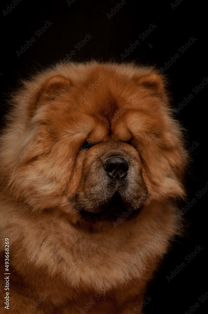 A portrait photo of an extremely cute and very furry brown puppy, that looking straight into the camera. A portrait photo of an extremely cute and very furry brown puppy, that looking straight into the camera.