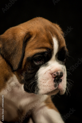 A portrait photo of an extremely cute puppy, that looking a little bit sad [german boxer]