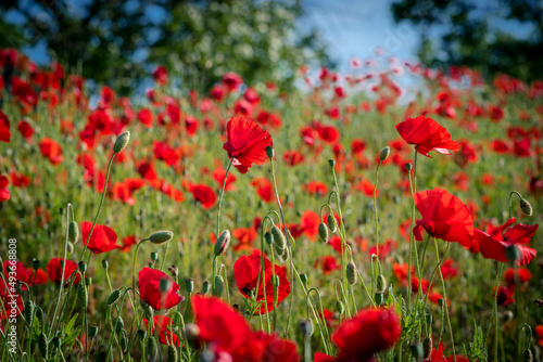 A very bright and beautiful photo of nice red poppies