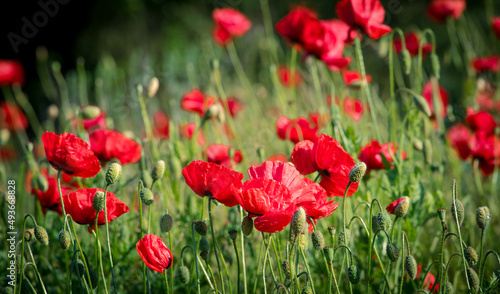 A very bright and beautiful photo of nice red poppies.