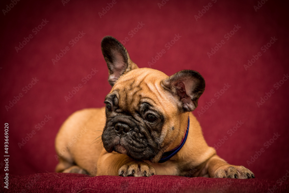 A very cute sleepy brown puppy posing for the photo with the dark red background and looking somewhere away [French Bulldog]