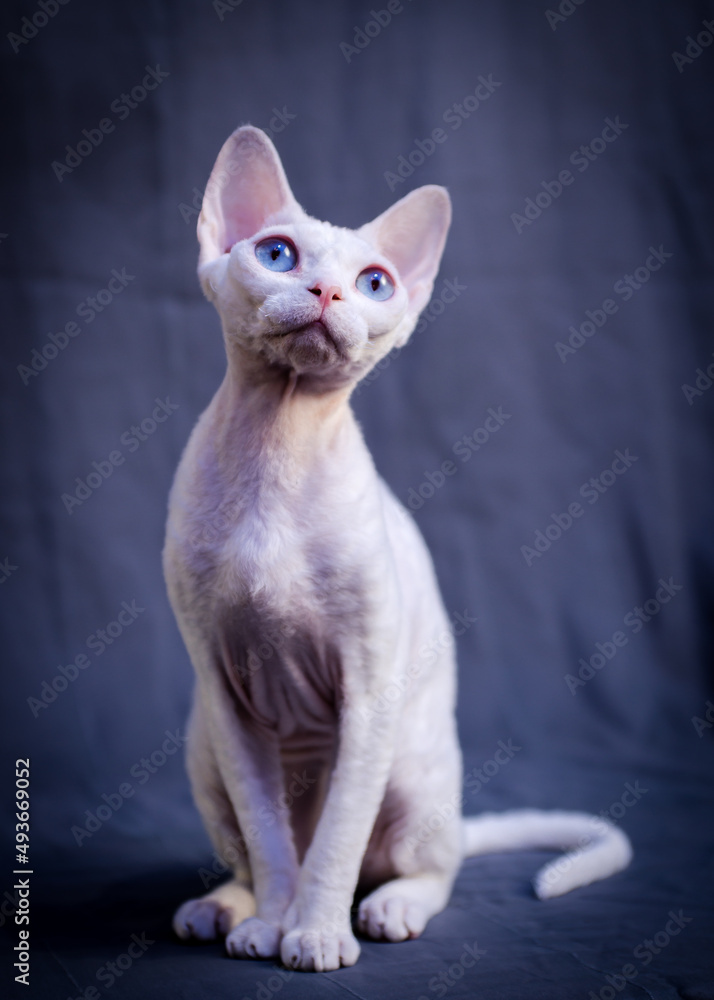 A very cute Sphynx cat posing for photos on the dark blue background