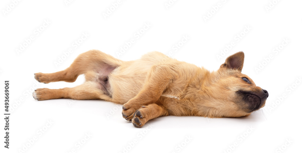 The brown puppy is lying. The brown puppy is lying.