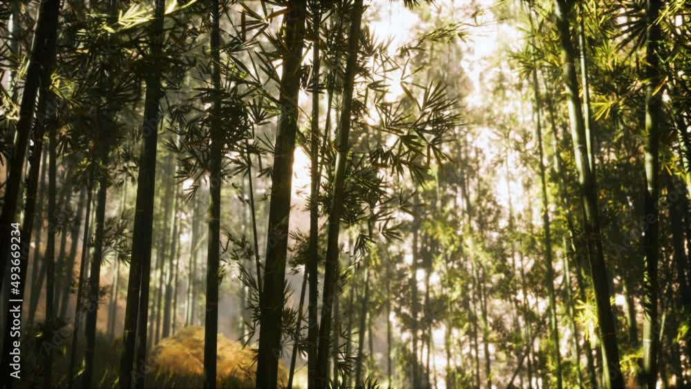 asian bamboo forest with morning sunlight asian bamboo forest with morning sunlight