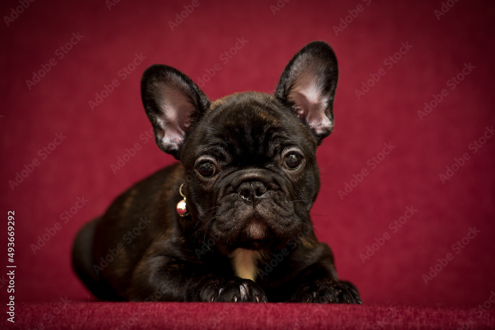 An extremely cute black puppy posing for the photo with the dark red background and looking straight into the camera [French Bulldog]