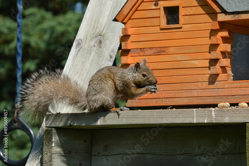 squirrel eating a peanut on wooden swing set by bird feeder photo