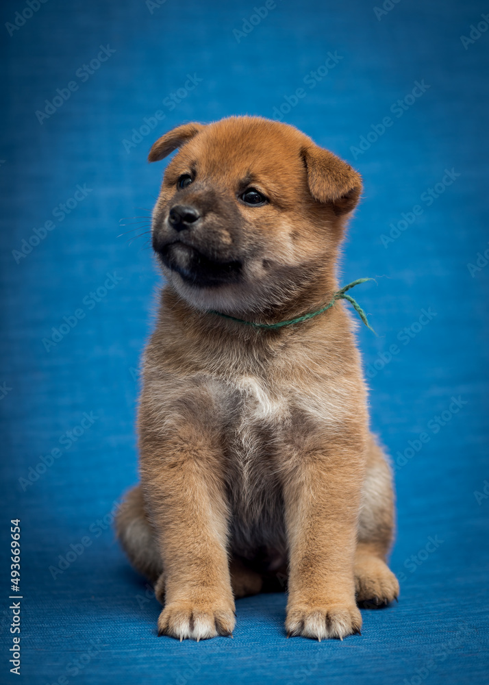 Obraz premium An extremely fluffy dog sitting with the blue background and looking somewhere away, probably waiting for some treat [Shiba inu]