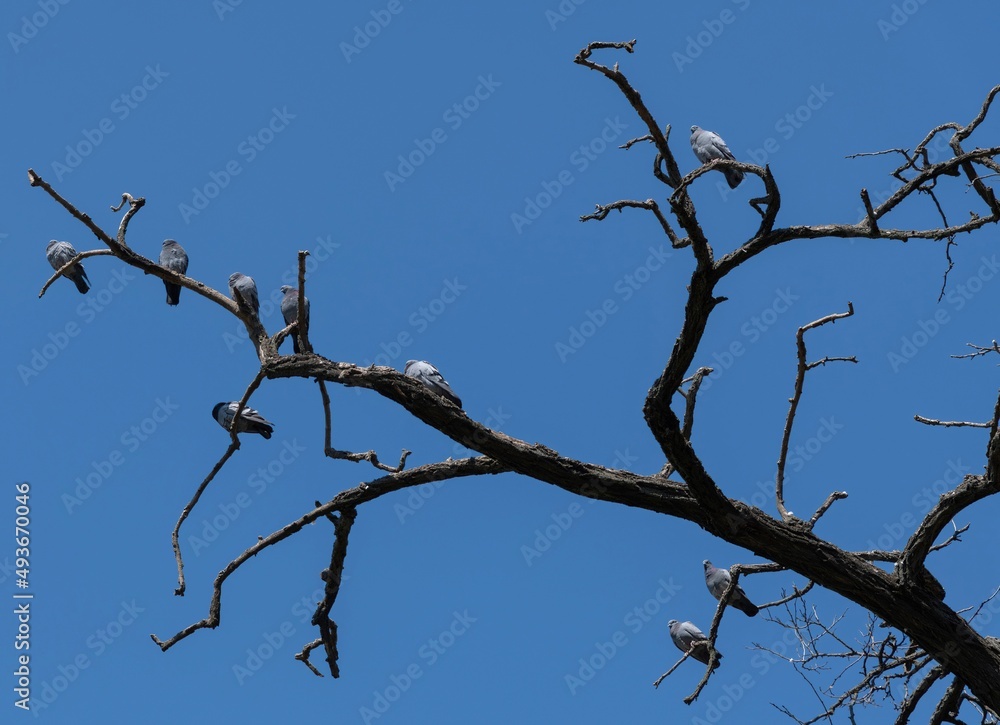 group of pigeons resting on the branch of a bare tree against blue sky group of pigeons resting on the branch of a bare tree against blue sky