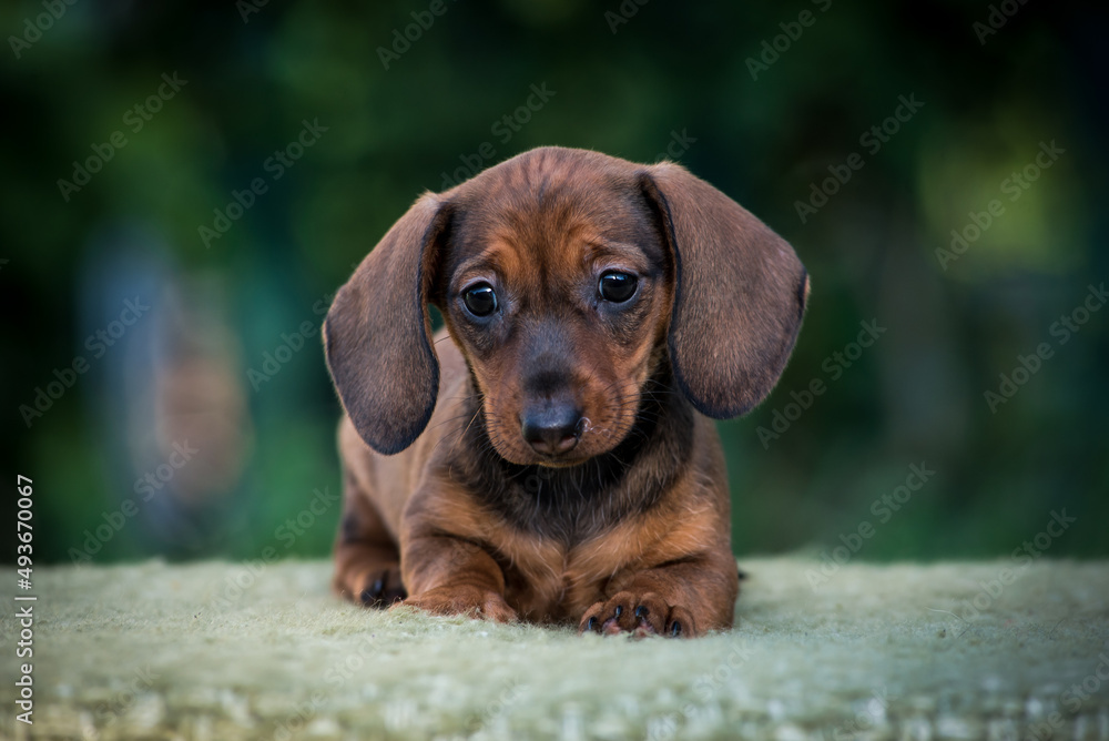 Extremely cute puppy with very big ears laying and posing for the photo in the park (Dachshund)