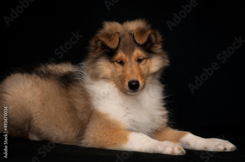  Extremely cute puppy laying, being shy, and posing for the photo with the black background [collie dog]
