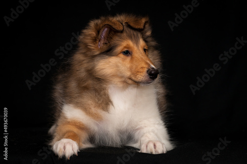 Extremely cute puppy laying, looking somewhere away and posing for the photo with the black background [collie dog]
