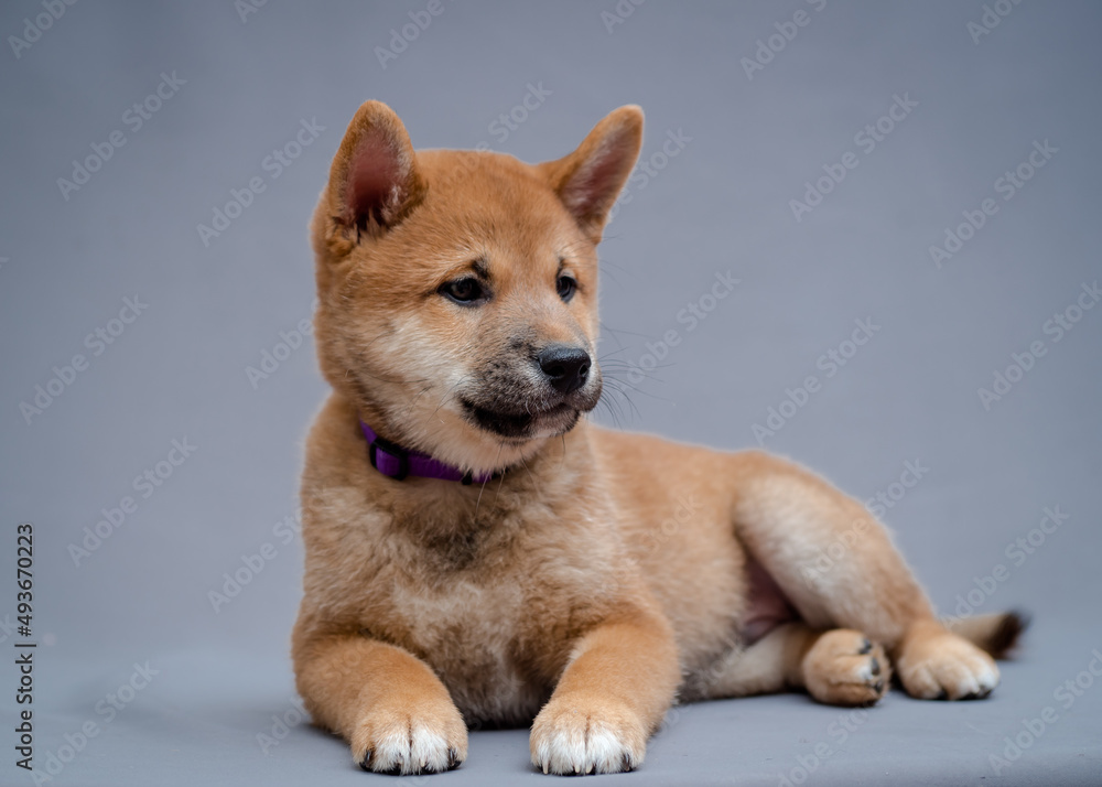 Laying with the grey background behind, a beautiful dog posing for the photos [Shiba inu]