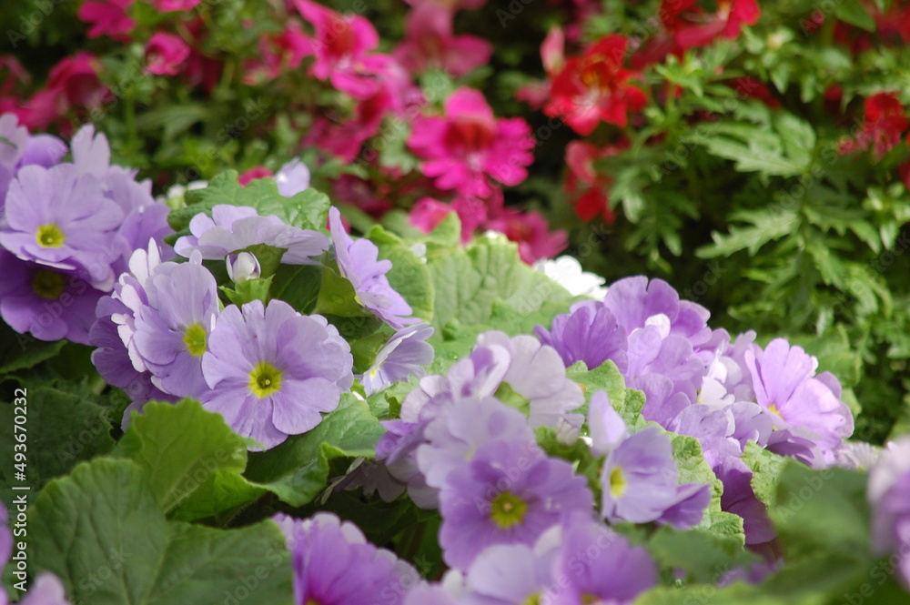 pink and purple flowers pink and purple flowers