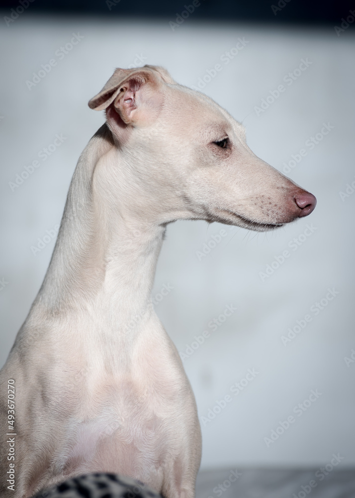 Profile photo of a pretty, white dog, thoughtfully looking somewhere [Italian greyhound]
