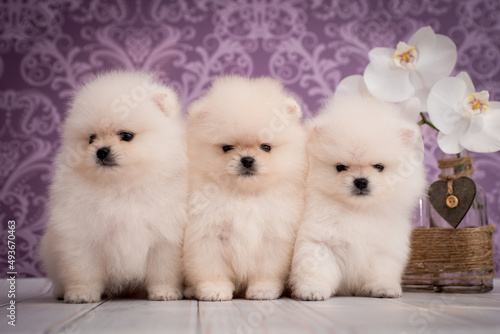 Three cute and very fluffy white puppies sitting and posing for photos with flowers and purple background [Pomeranian spitz] © Mykola Tkach
