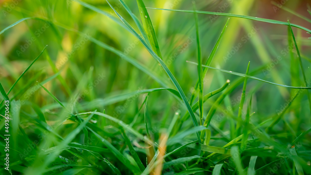 Cynodon dactylon, known as Bermuda grass, Dhoob, dūrvā , ethana grass, dubo, dog's tooth, Bahama, devil's, couch, Indian doab, arugampul, grama, wiregrass and scutch grass, is a grass found worldwide. Cynodon dactylon, known as Bermuda grass, Dhoob, dūrvā , ethana grass, dubo, dog's tooth, Bahama, devil's, couch, Indian doab, arugampul, grama, wiregrass and scutch grass, is a grass found worldwide.