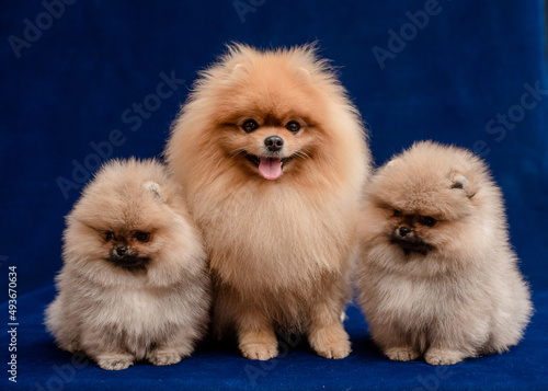 Three very furry puppies sitting together and posing for photos with blue background © Mykola Tkach