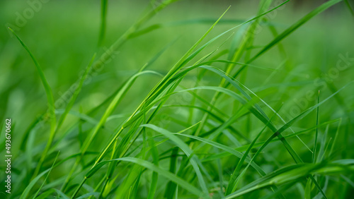 Cynodon dactylon, known as Bermuda grass, Dhoob, dūrvā , ethana grass, dubo, dog's tooth, Bahama, devil's, couch, Indian doab, arugampul, grama, wiregrass and scutch grass, is a grass found worldwide.