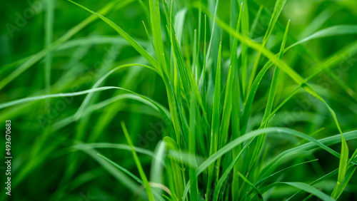 Cynodon dactylon, known as Bermuda grass, Dhoob, dūrvā , ethana grass, dubo, dog's tooth, Bahama, devil's, couch, Indian doab, arugampul, grama, wiregrass and scutch grass, is a grass found worldwide.
