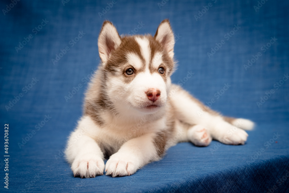 Very cute and beautiful husky laying and posing for the photo with the blue background
