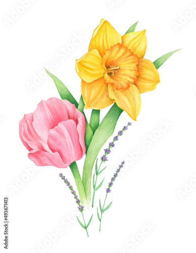 Spring flowers narcissus and tulip. Hand drawn watercolor botanical illustration isolated on white background. Image for postcard, poster, print, nature design, Easter greeting.