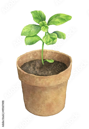 Basil plant in a pot, gardening hobby. Hand drawn watercolor botanical illustration isolated on white background. Image for natural design, labels, postcards.