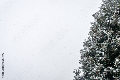 White sky, falling snow, winter pine tree, blank background, Christmas, copy space