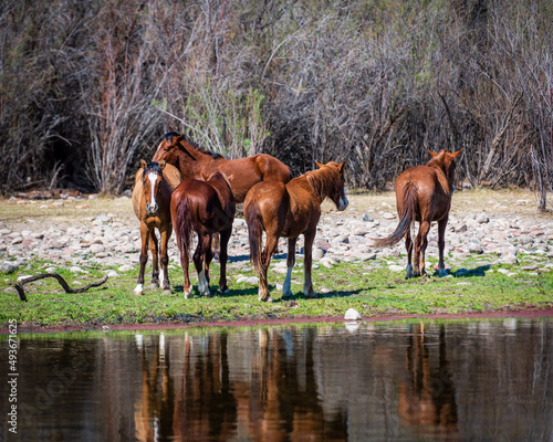 Wild horses in the lower Salt River area of the Tonto National Forest.
