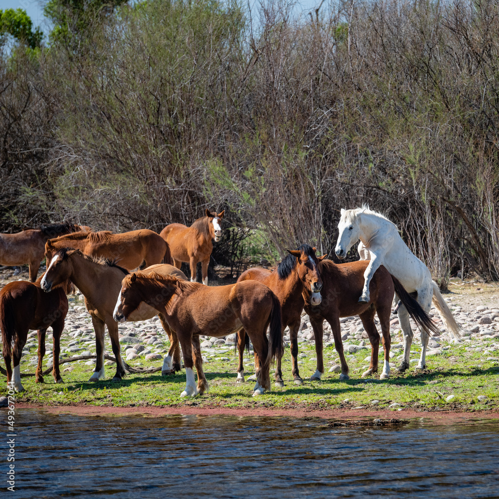 Fototapeta premium Wild horses in the lower Salt River area of the Tonto National Forest.