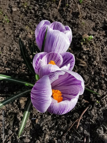 Purple crocuses with yellow...