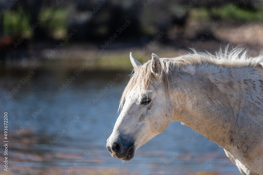 Wild horses in the lower Salt River area of the Tonto National Forest. Wild horses in the lower Salt River area of the Tonto National Forest.