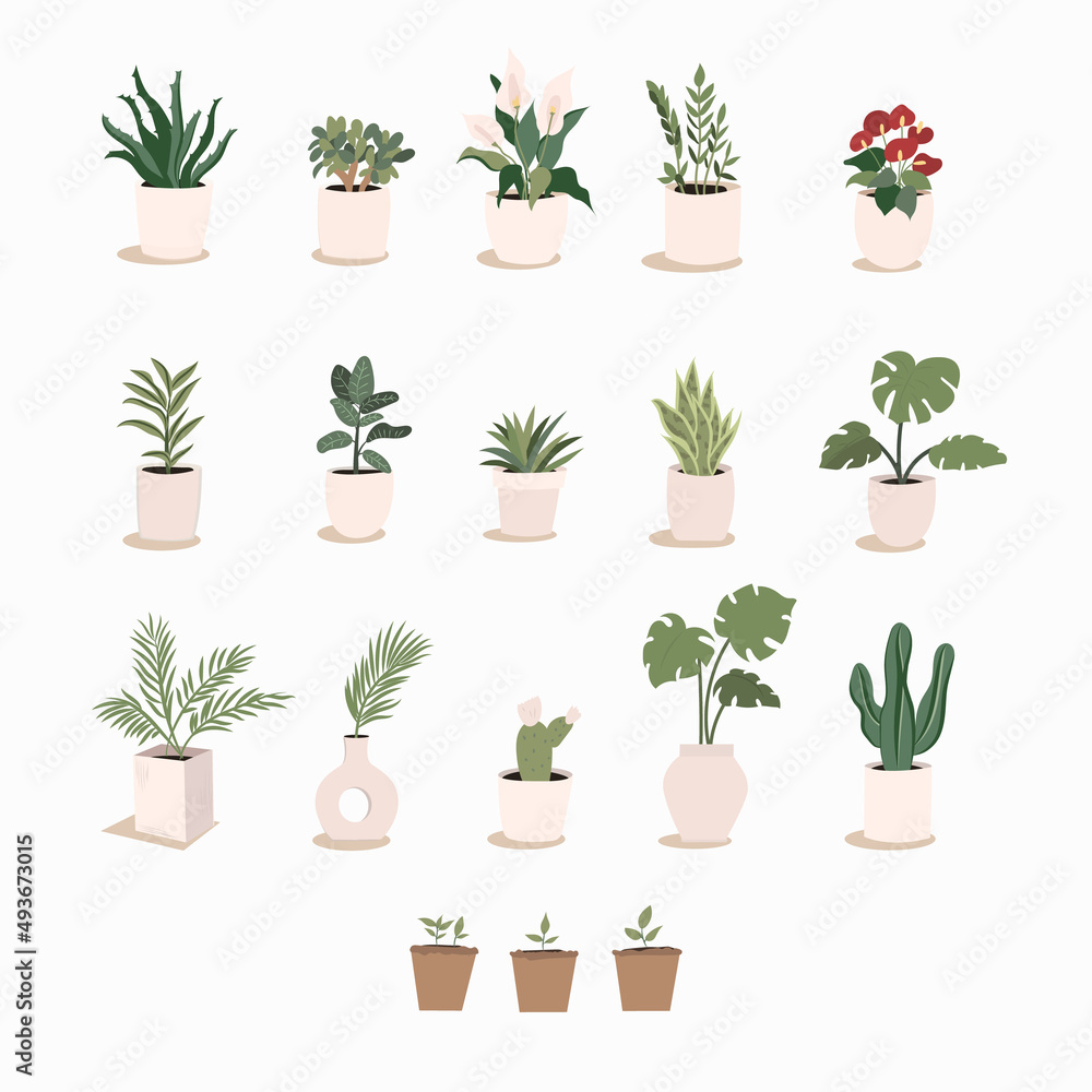 Fototapeta Home plants, fashionable home decor with plants, palm trees, monstera, cacti, tropical leaves in stylish planters and pots. Vector illustration.