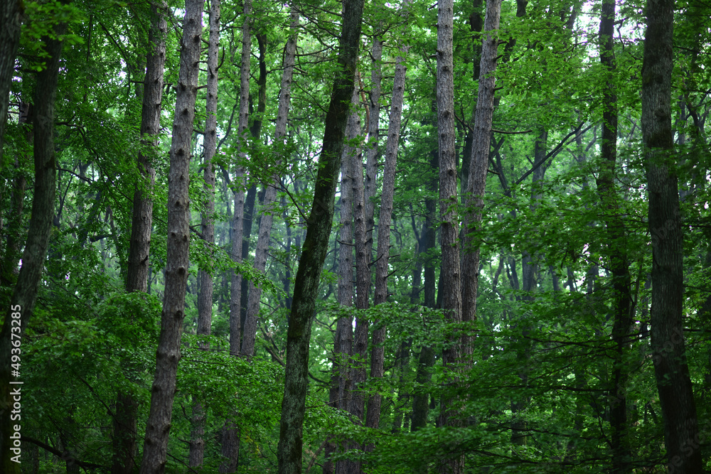 Tree forest background. Natural background of tree texture. Tree forest background. Natural background of tree texture.