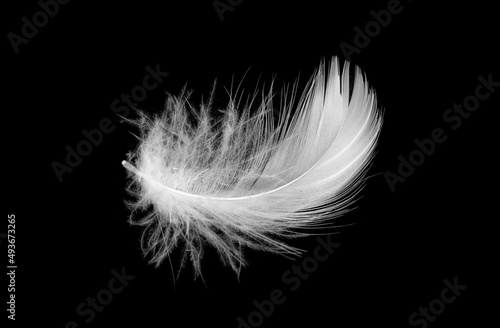 white duck feathers isolated on black background