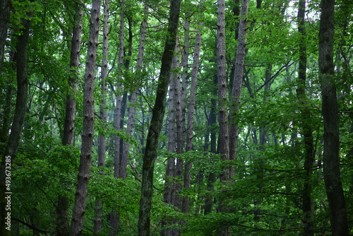 Tree forest background. Natural background of tree texture.