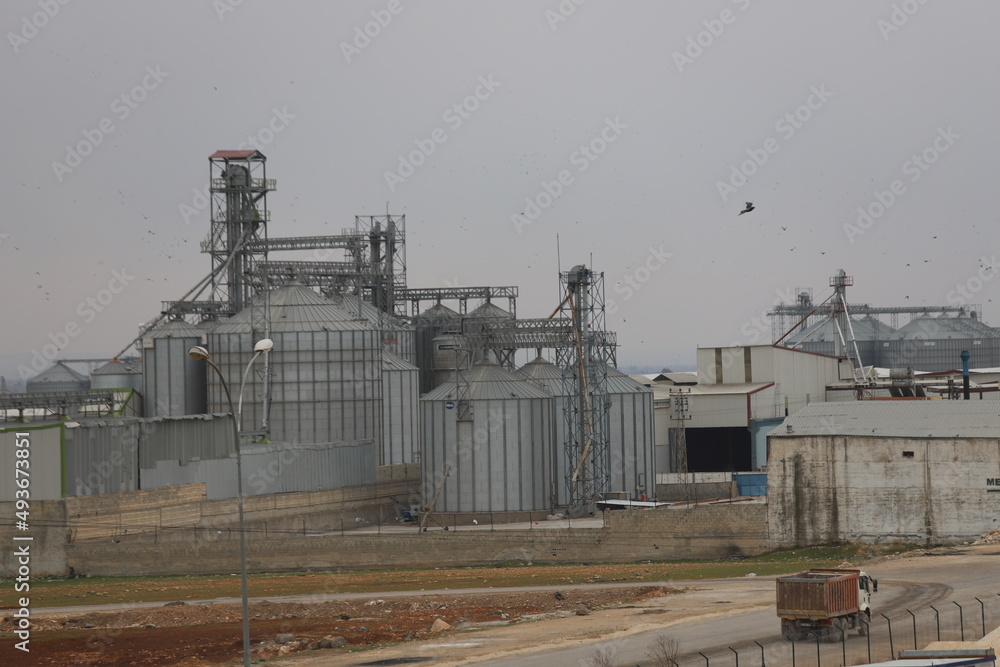 Obraz premium plant
