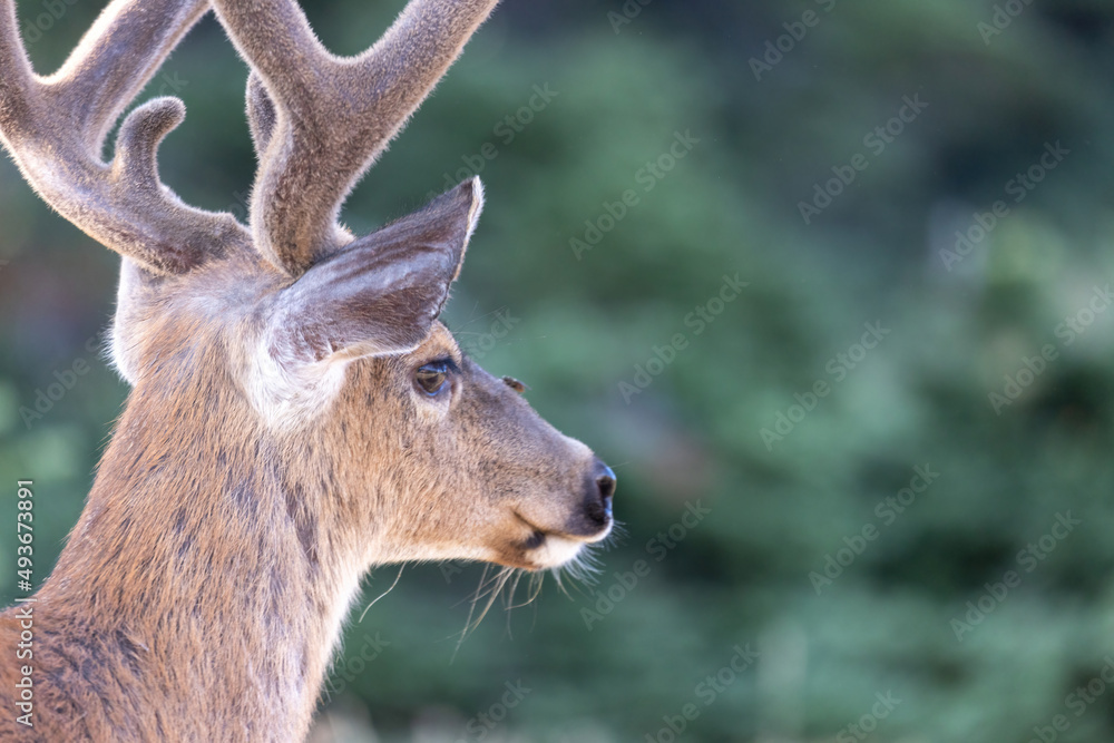 close up of a wild adult deer in a field