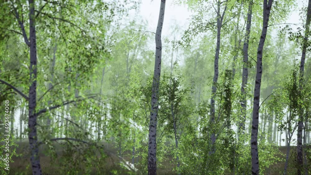 birch grove on a sunny summer day landscape birch grove on a sunny summer day landscape