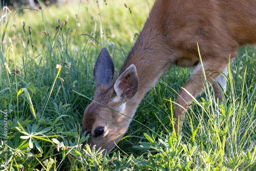 Fototapeta premium close up of doe face eating grass in summer meadow