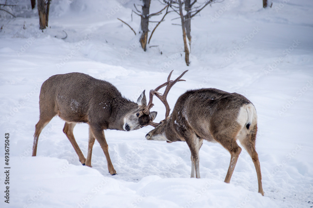 elks elks