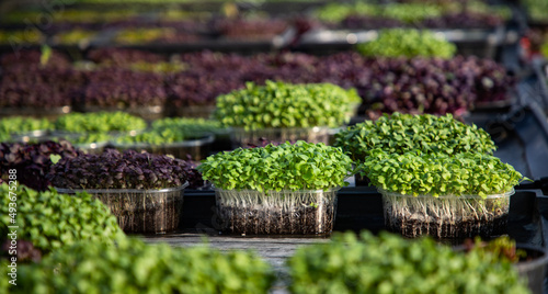 microgreens growing  organic bio gardening © Melinda Nagy