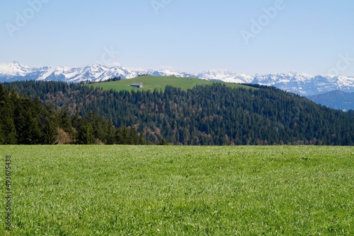 Hochberg plain near Pfaender  snowy mountains in the background. Vorarlberg  Austria.