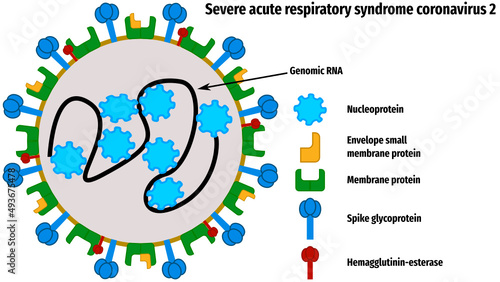 Severe acute respiratory syndrome coronavirus 2 (SARS‑CoV‑2)