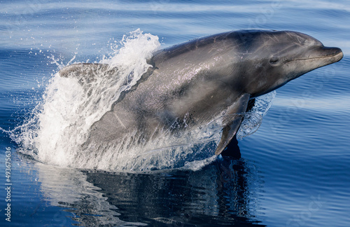 Foto dolphin jumping out of water, dolphin in the water, Bottlenose Dolphin jumping,