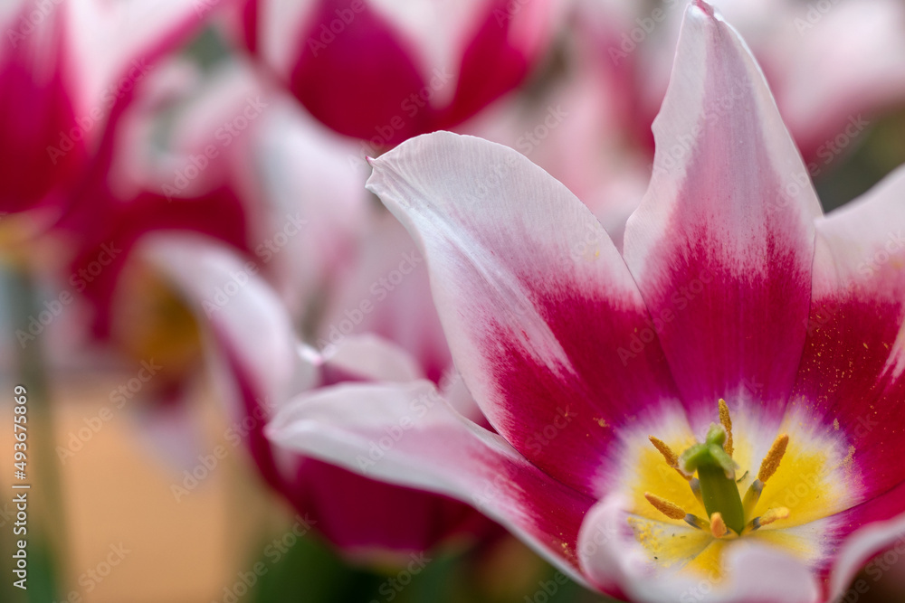 Beautiful tulip on a blurred background