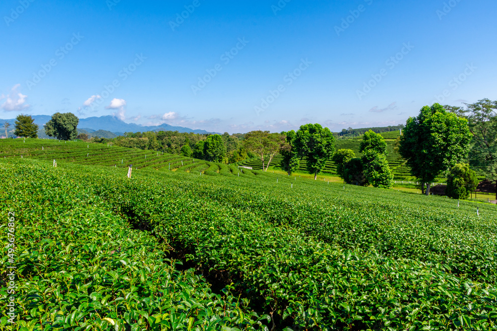 Landscape view of tea plantation in North of Thailand