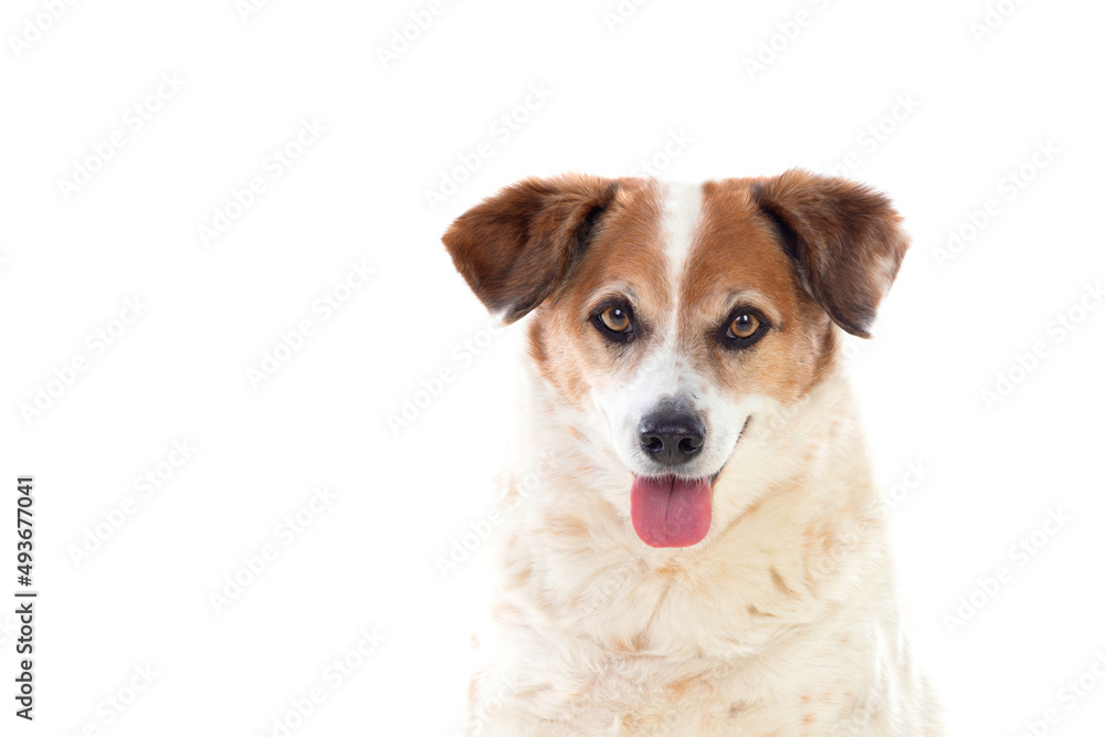 White and brown chubby dog