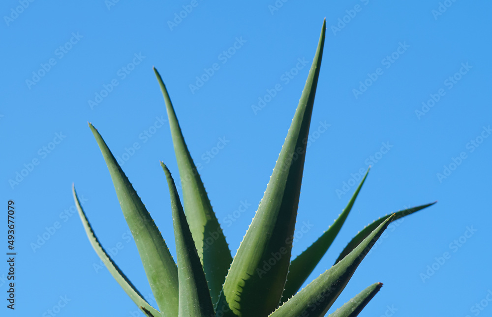 Obraz premium Blue sky and aloe vera