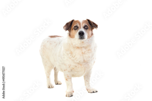 White and brown chubby dog